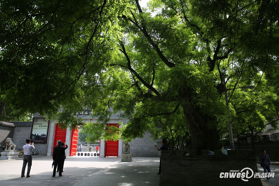 截枯枝補(bǔ)空洞修古樹 書院門千年國(guó)槐重?zé)ㄉ鷻C(jī)