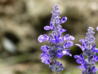 【藍(lán)花鼠尾草】藍(lán)花鼠尾草價格_花期_品種