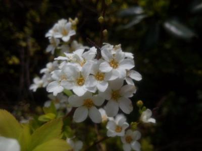 珍珠繡線(xiàn)菊