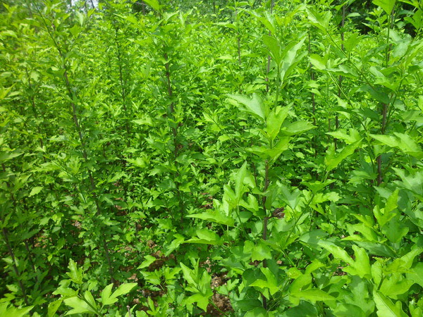 木槿花不開花還黃葉是什么原因