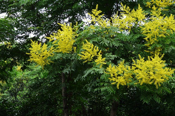 欒樹(shù)什么時(shí)候開(kāi)花，花期多久