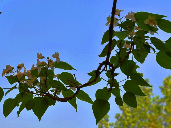 楸樹(shù)的種植市場(chǎng)價(jià)格多少錢(qián)