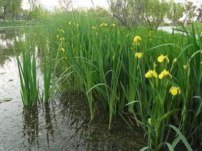 黃菖蒲圖片_價格_種植方法