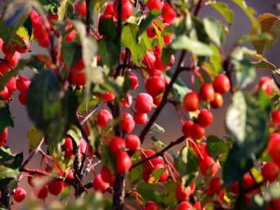 冬紅果海棠種植養(yǎng)護注意事項