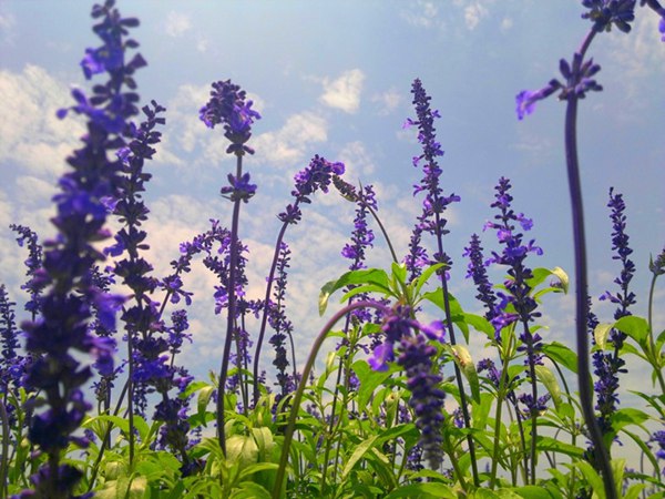 藍(lán)花鼠尾草圖片