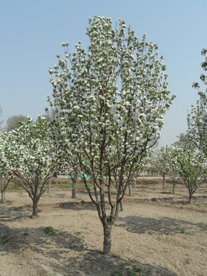 八棱海棠花期多久，幾月份開花