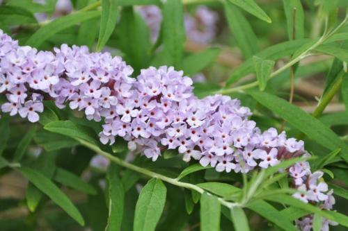 醉魚草花期是幾月，花期有多長