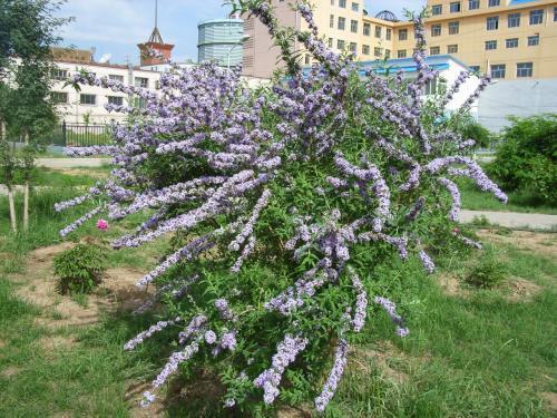 醉魚草花期是幾月，花期有多長