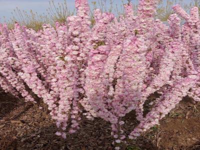 紅花麥李幾月份開(kāi)花，花期有多久