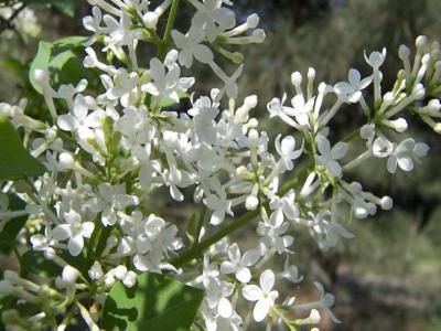 丁香花的花語(不同顏色丁香花的花語)