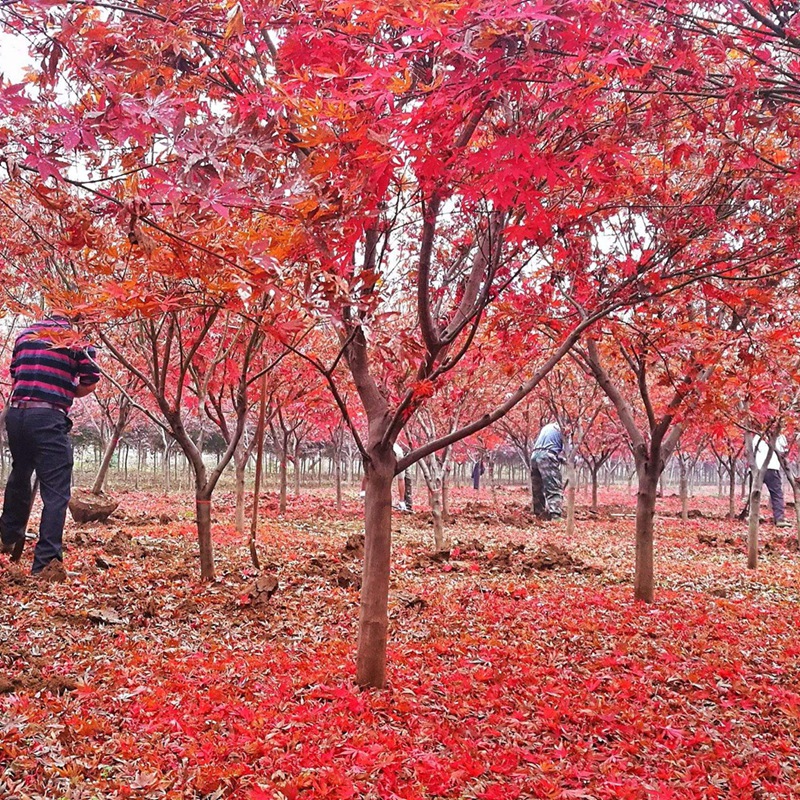 十公分的紅楓樹多少錢