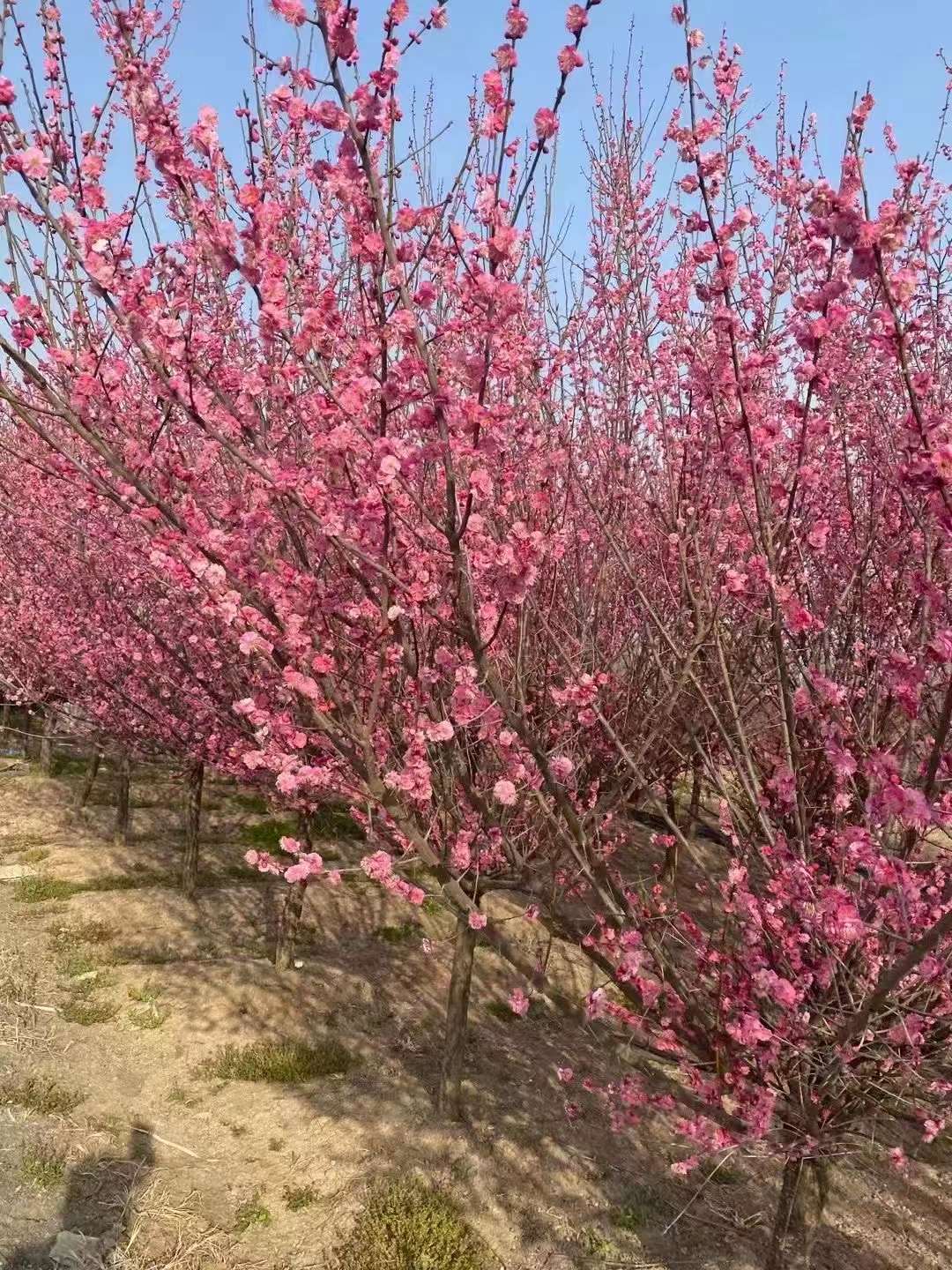 紅梅樹適合種庭院嗎