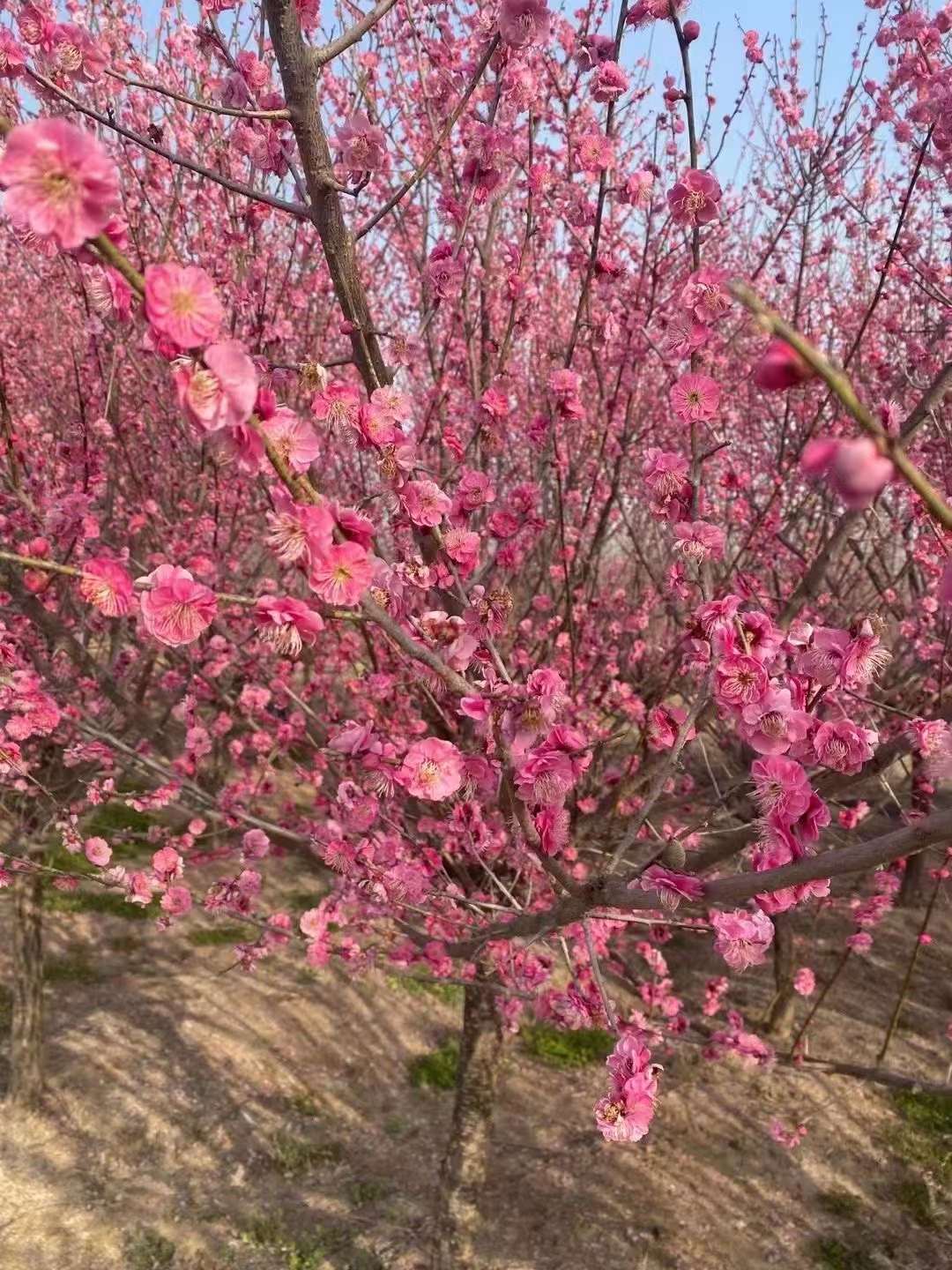 紅梅樹產(chǎn)地在中國哪里