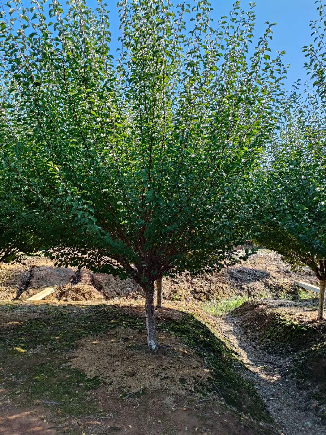 紅梅樹產(chǎn)地在中國哪里