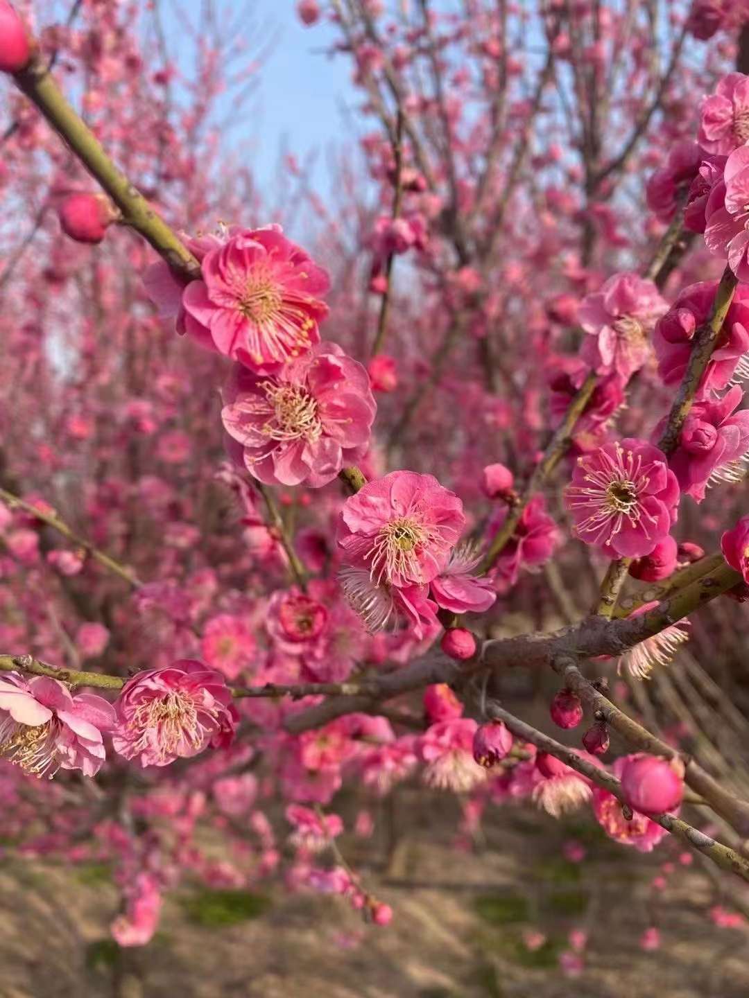 紅梅樹產(chǎn)地在中國哪里