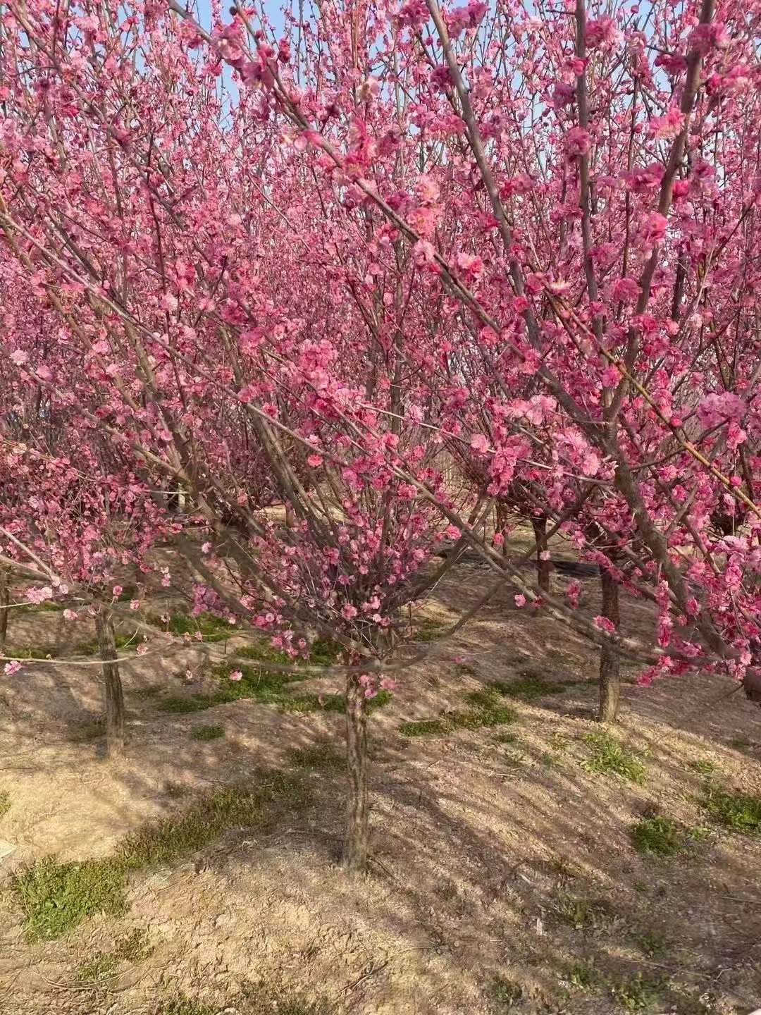 紅梅樹產(chǎn)地在中國哪里