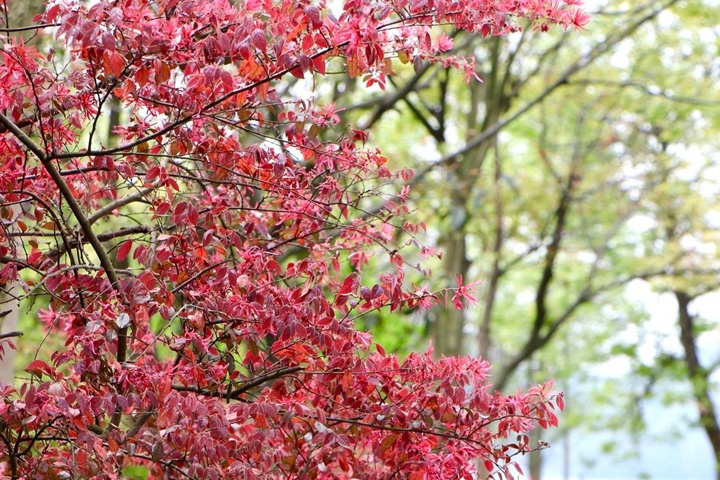 紅花檵木好養(yǎng)活嗎,紅花檵木幾月份可以移栽