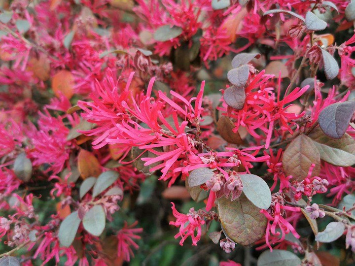 紅花檵木好養(yǎng)活嗎,紅花檵木幾月份可以移栽