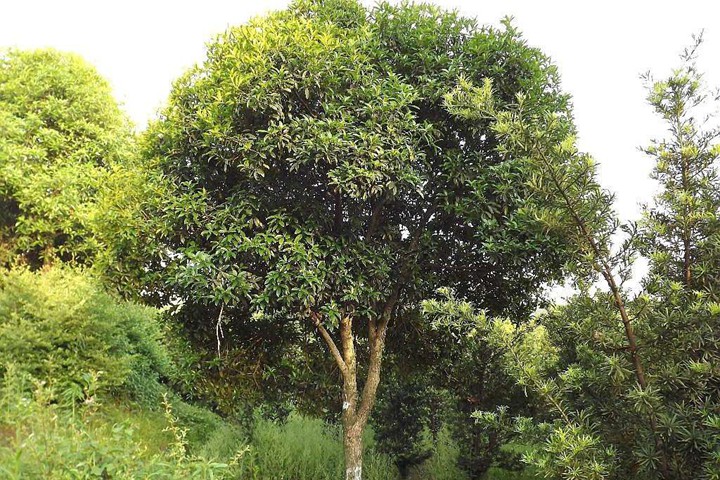 桂花樹(shù)