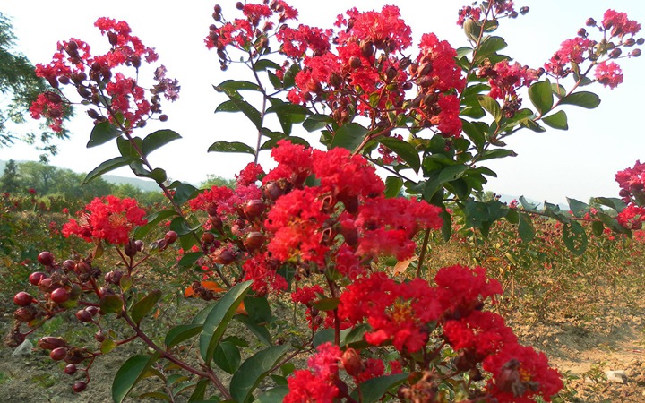 紅花紫薇