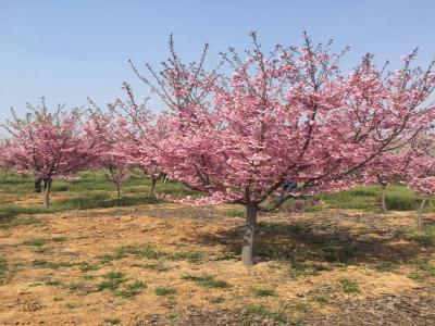 櫻花樹苗幾年才能開花？花期在什么時(shí)候？