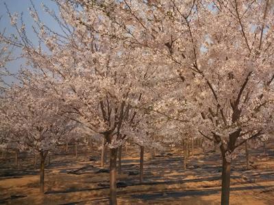 櫻花樹(shù)幾年可以開(kāi)花？都有哪些品種？