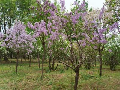 丁香樹(shù)開(kāi)什么顏色的花