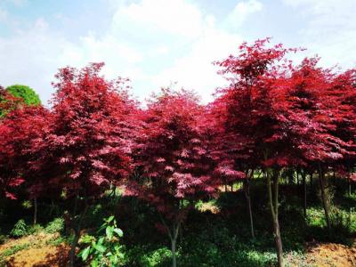 中國紅楓和日本紅楓區(qū)別