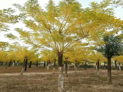 種植黃金樹(shù)的最佳季節(jié)