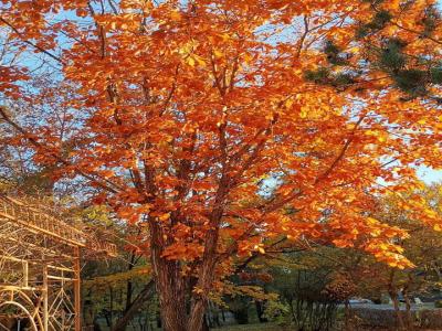 蒙古櫟和遼東櫟的區(qū)別